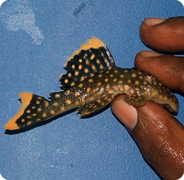 L177 Iriri Yellow Seam Pleco - 2-3 inch L177 Iriri Yellow Seam Pleco - 2-3 inch